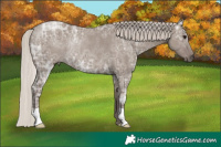 Horse Color:Silver Grullo Ice Rabicano 