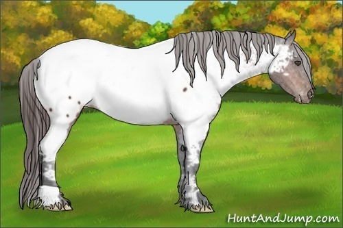Horse Color:Bay Frame Appaloosa