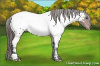 Horse Color:Bay Frame Appaloosa 