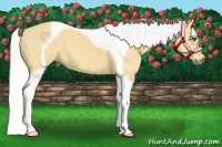 Horse Color:Palomino Tobiano 