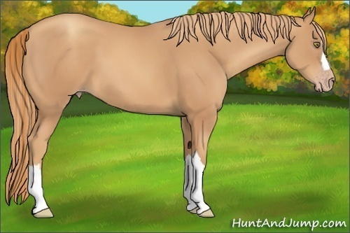 Horse Color:Gold Champagne