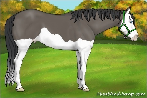 Horse Color:Grullo Splash