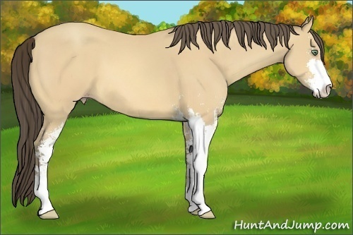 Horse Color:Amber Cream Champagne Sabino 