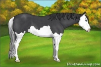 Horse Color:Blue Roan Splash 