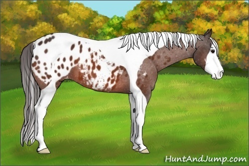 Horse Color:Bay Sabino Tobiano Appaloosa
