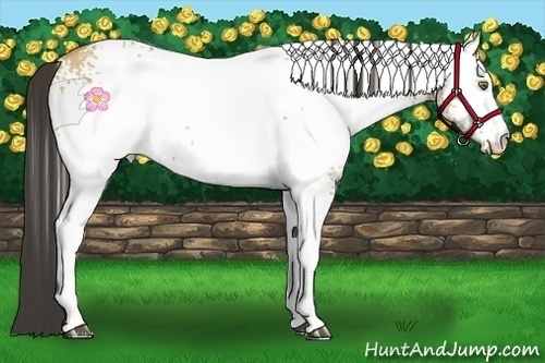 Horse Color:White Spotted Buckskin Dun 