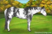 Horse Color:White Spotted Black