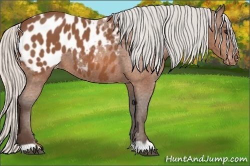 Horse Color:Silver Bay Appaloosa 