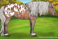 Horse Color:Silver Bay Appaloosa 