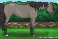Horse Color:Grullo Roan Rabicano 