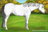 Horse Color:White Spotted Black