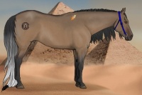 Horse Color:Brown Roan Dun Rabicano 
