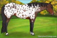 Horse Color:Bay Appaloosa 