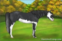 Horse Color:Black Splash Frame