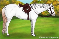 Horse Color:Bay Roan Dun Appaloosa