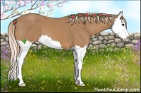 Horse Color:Palomino Splash 