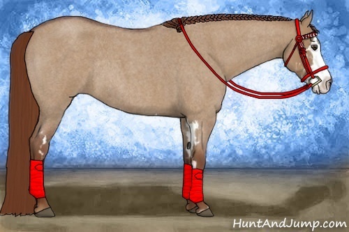 Horse Color:Red Dun Roan Splash Frame Rabicano 