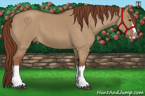 Horse Color:Red Dun Roan Splash Rabicano 
