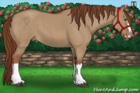 Horse Color:Red Dun Roan Splash Rabicano