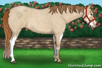 Horse Color:Red Dun Roan Splash Frame Rabicano