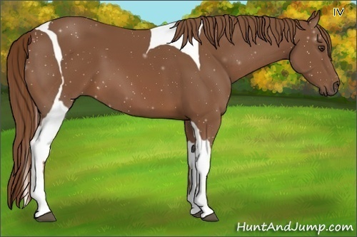 Horse Color:Chestnut Tobiano