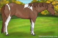 Horse Color:Chestnut Tobiano 
