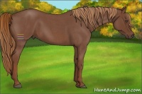 Horse Color:Red Roan Frame