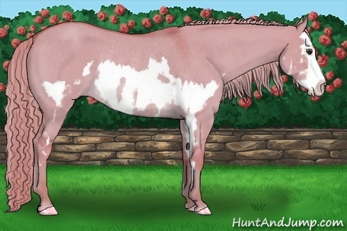 Horse Color:Watercolor Red Dun Roan Splash Frame Rabicano