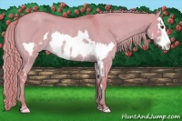 Horse Color:Watercolor Red Dun Roan Splash Frame Rabicano