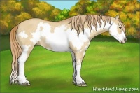 Horse Color:Red Dun Roan Splash Frame Rabicano