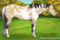Horse Color:White Spotted Buckskin Dun 