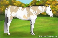 Horse Color:White Spotted Buckskin Dun Splash 