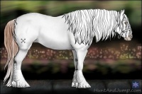 Horse Color:Amber Champagne Tobiano Appaloosa 