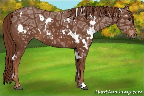 Horse Color:White Spotted Chestnut Ice 