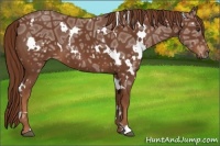 Horse Color:White Spotted Chestnut Ice 