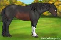 Horse Color:Brown 