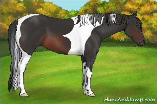 Horse Color:Brown Tobiano 