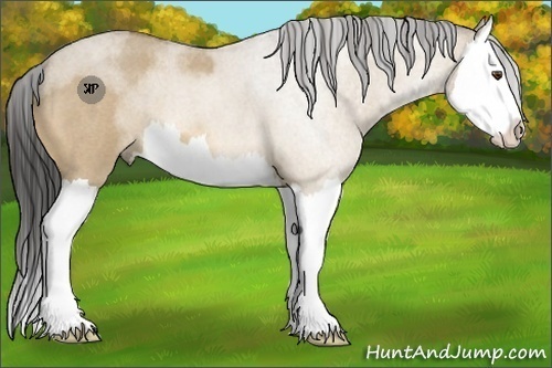 Horse Color:Buckskin Roan Dun Splash