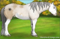 Horse Color:Buckskin Roan Dun Splash
