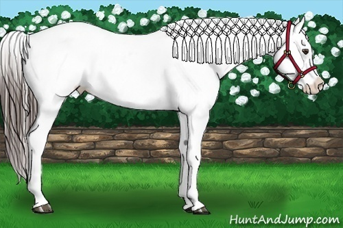 Horse Color:Liver Red Roan Splash Frame Appaloosa 