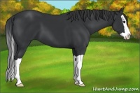 Horse Color:Black Splash