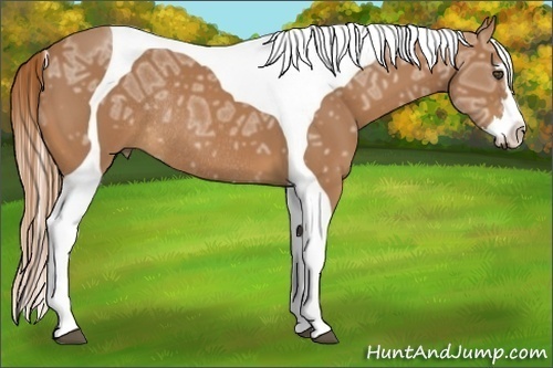 Horse Color:Chestnut Ice Splash Tobiano Frame Rabicano 