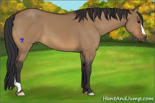 Horse Color:Bay Dun 