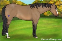 Horse Color:Bay Dun