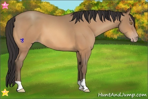 Horse Color:Amber Champagne 