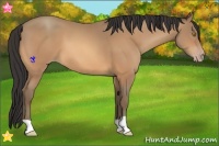 Horse Color:Amber Champagne 