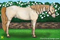 Horse Color:Red Dun Roan Pearl Sabino Splash Frame Rabicano