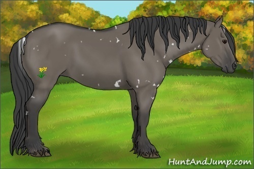 Horse Color:White Spotted Smoky Grullo 