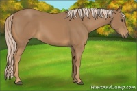 Horse Color:Palomino 