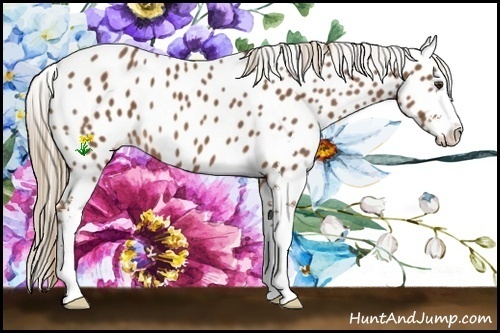 Horse Color:Chestnut Sabino Near Leopard 